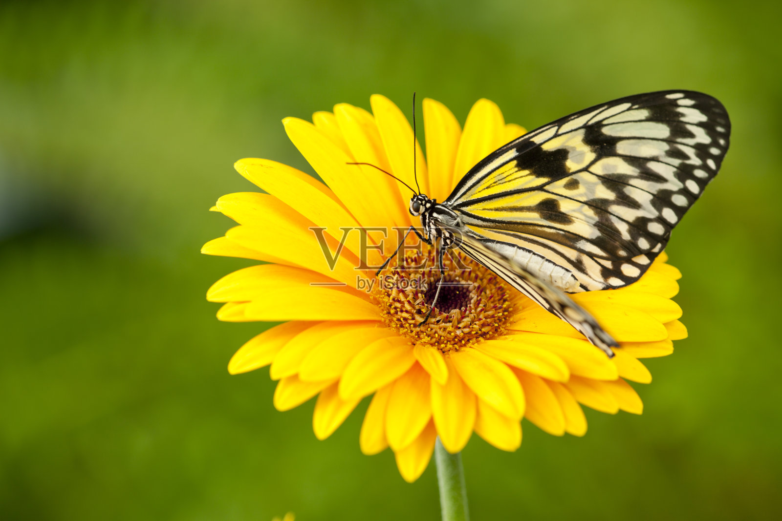 蝴蝶在黄色非洲菊上照片摄影图片