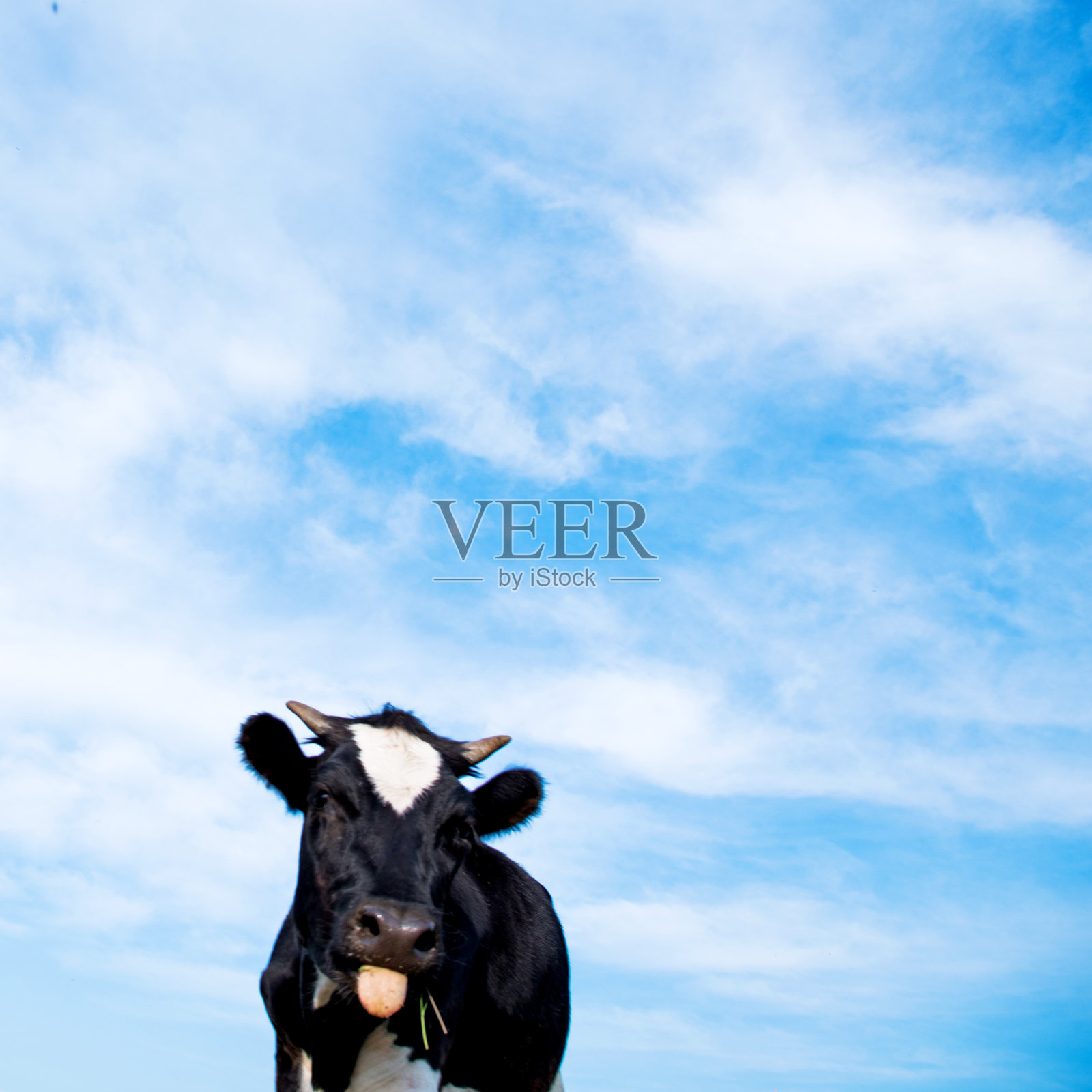 蓝天下的牛照片摄影图片