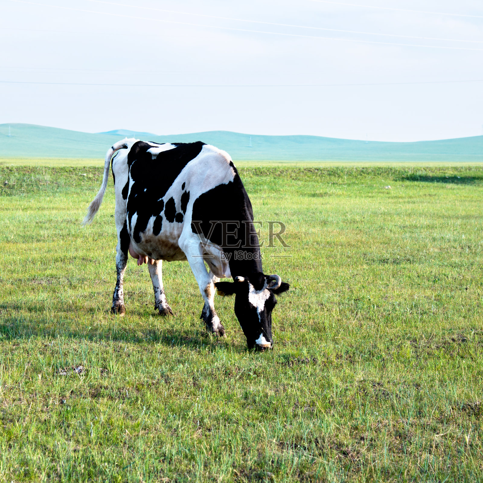 绿草地上的牛照片摄影图片