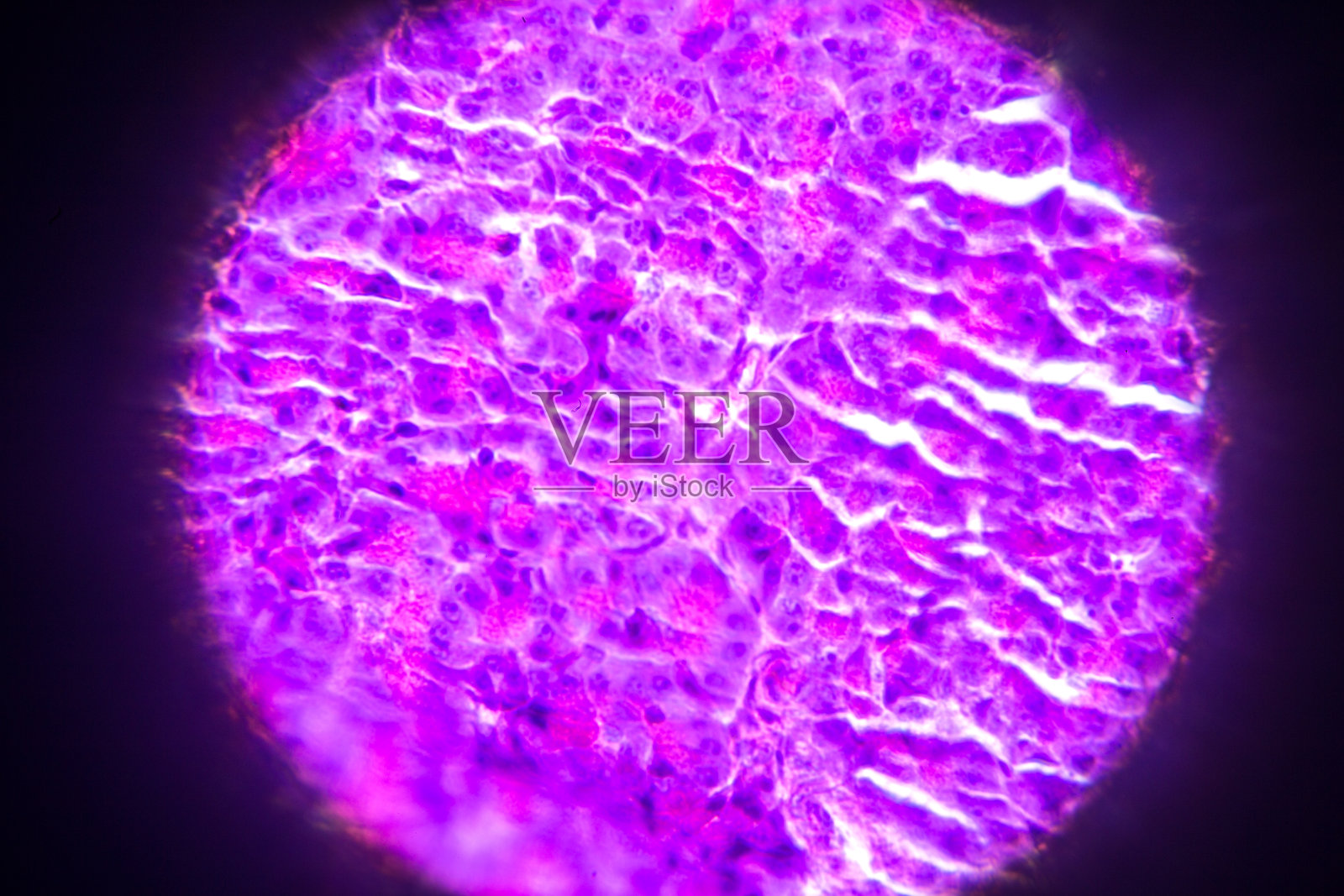 显微镜下胰腺横切面照片摄影图片