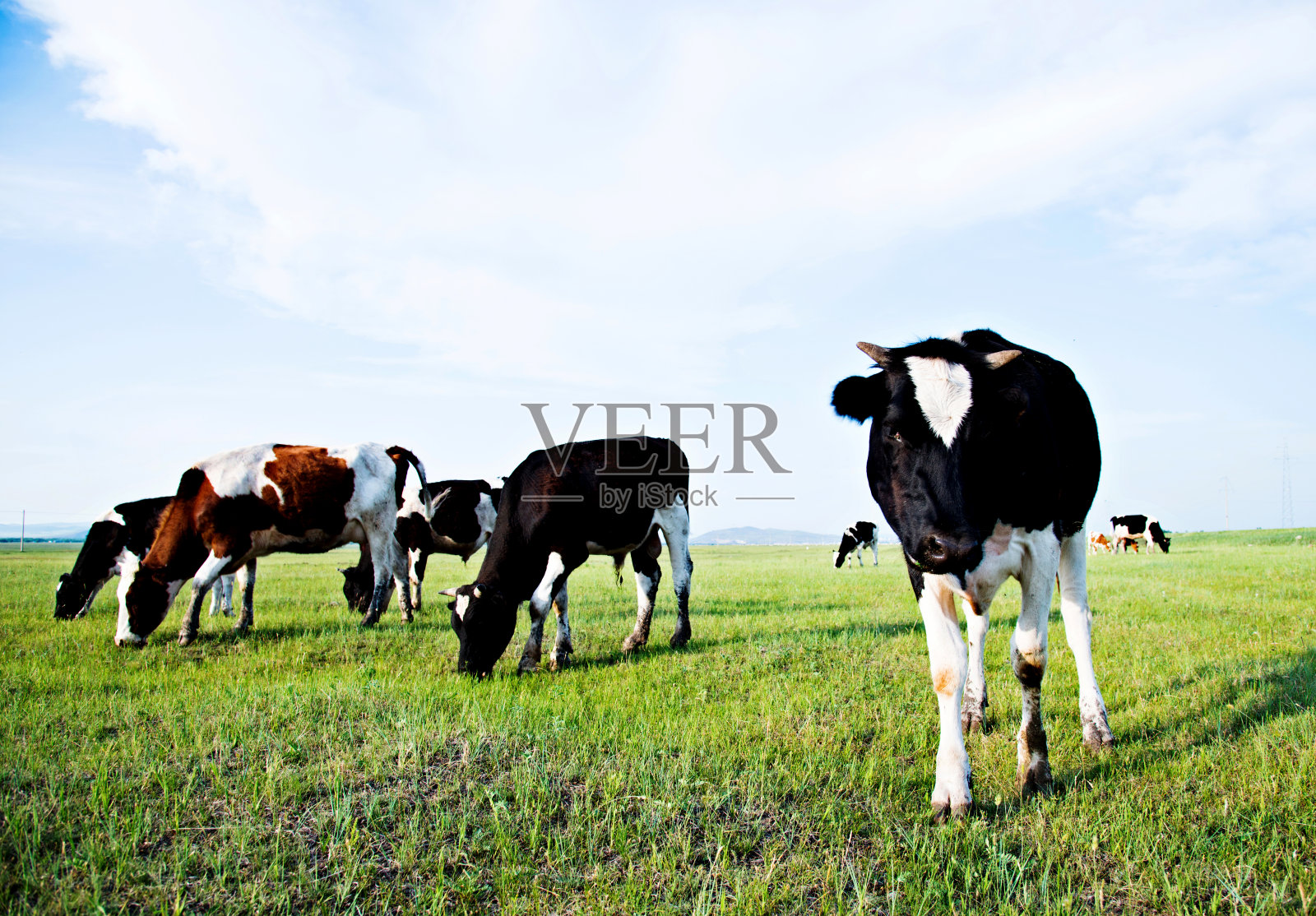 奶牛在绿色的田野上照片摄影图片