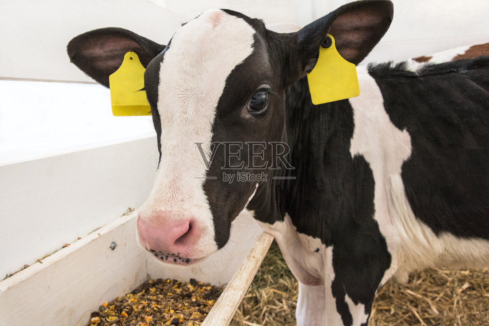 在奶牛场的谷仓里，黑白两色的小牛照片摄影图片
