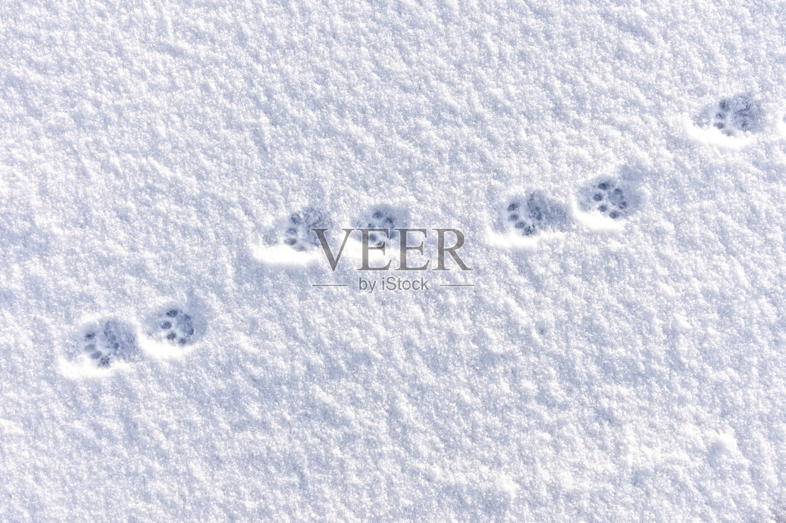 家猫在冬日雪地上留下的足迹照片摄影图片
