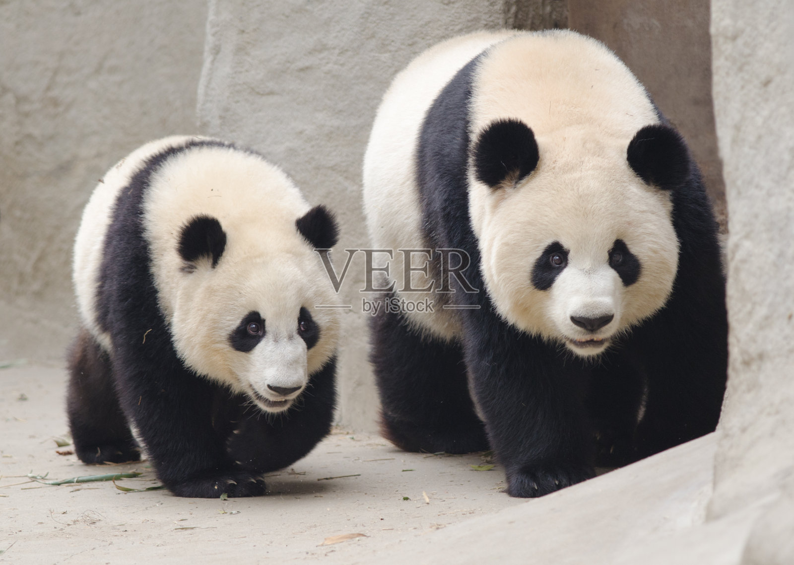 大熊猫妈妈和幼崽-中国照片摄影图片