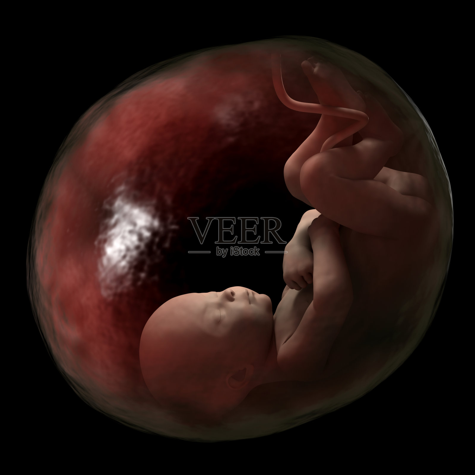 人类子宫中的胎儿，怀孕40周。照片摄影图片