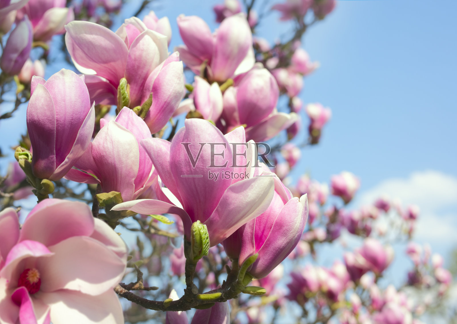 蓝色天空下粉红色木兰花的特写照片摄影图片