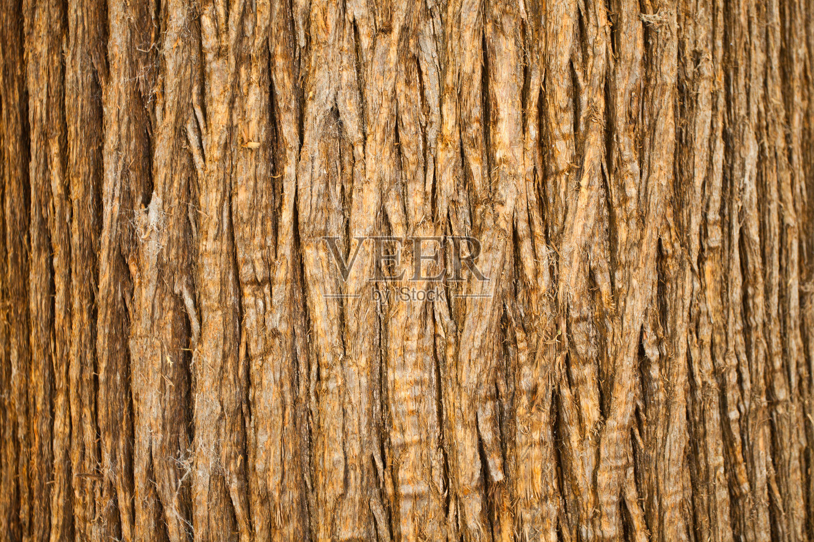 棕色树皮的树，自然模式照片摄影图片