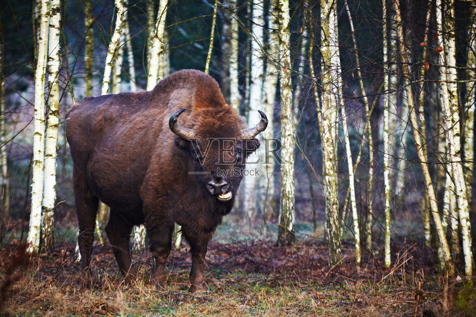 欧洲野牛照片摄影图片