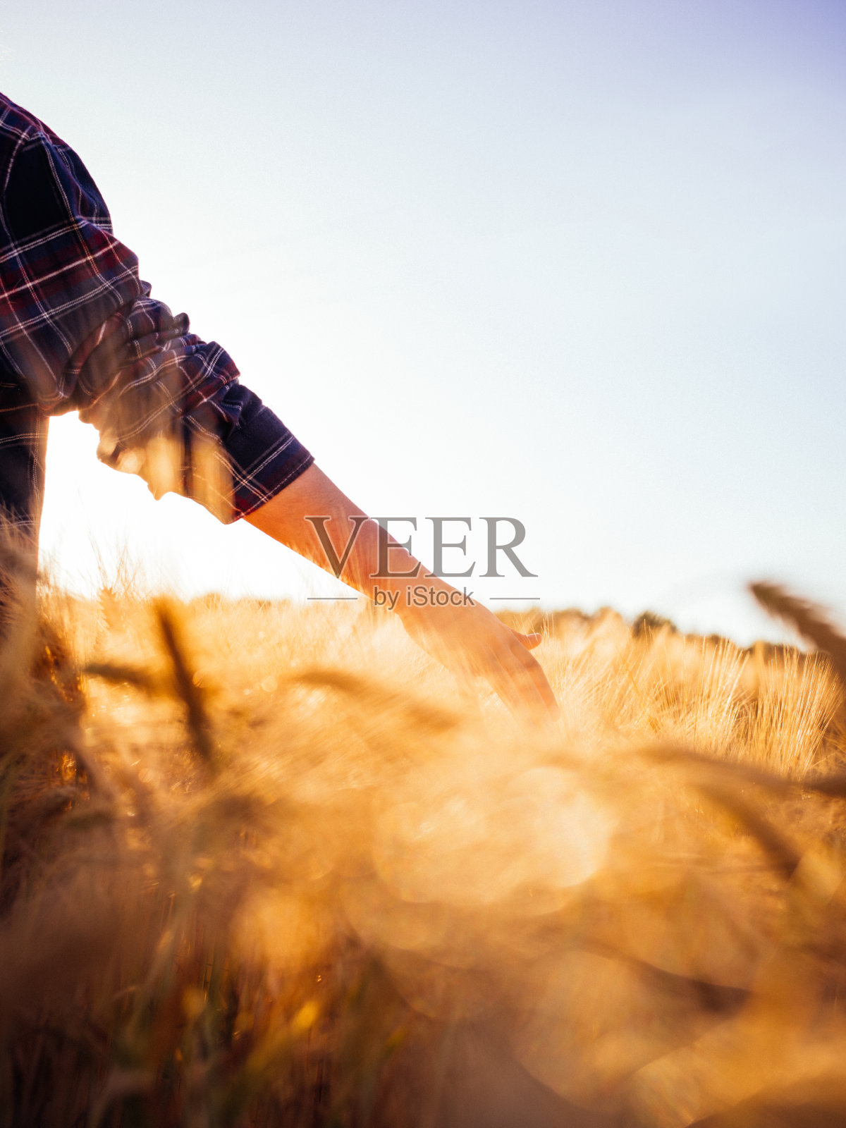 麦田里的日落，一个农民在触摸玉米照片摄影图片