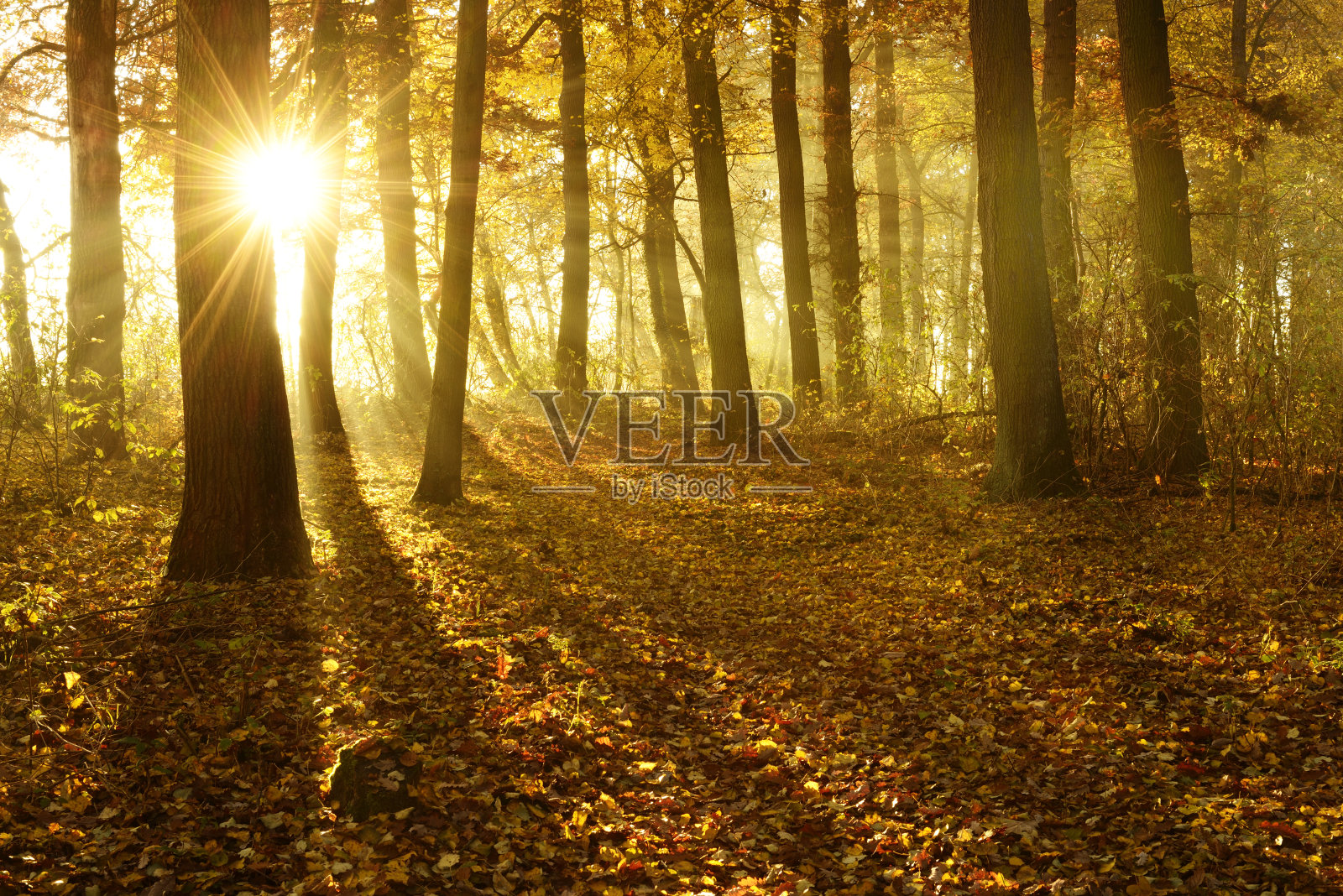 金秋森林被阳光透过雾照耀在日出照片摄影图片