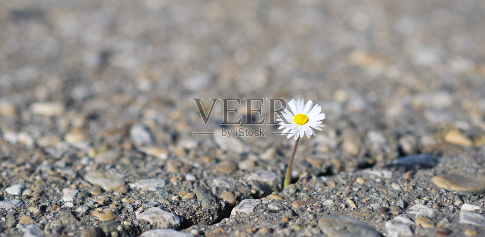 龟裂的土地上的雏菊照片摄影图片