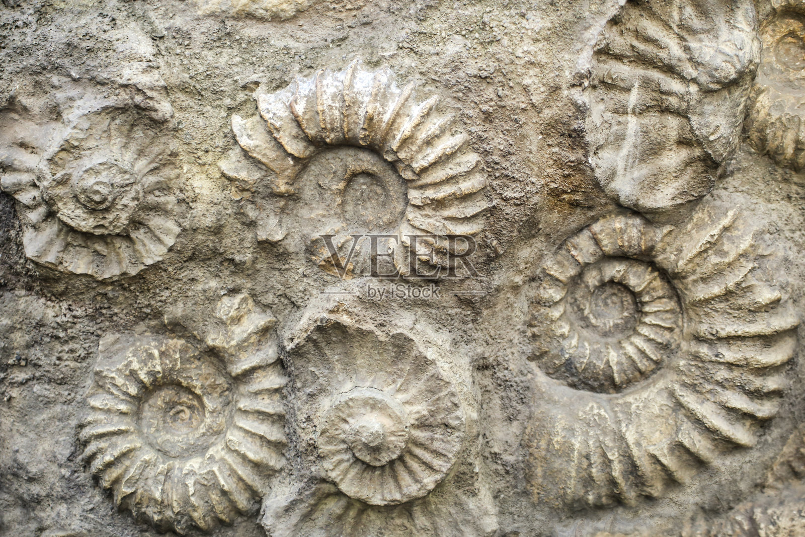 鹦鹉螺化石照片摄影图片