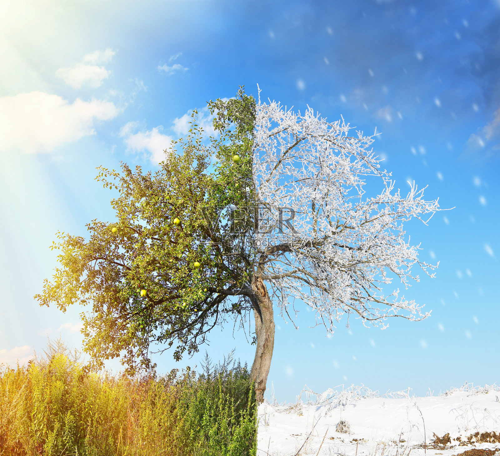 苹果树分为夏、冬两个季节照片摄影图片
