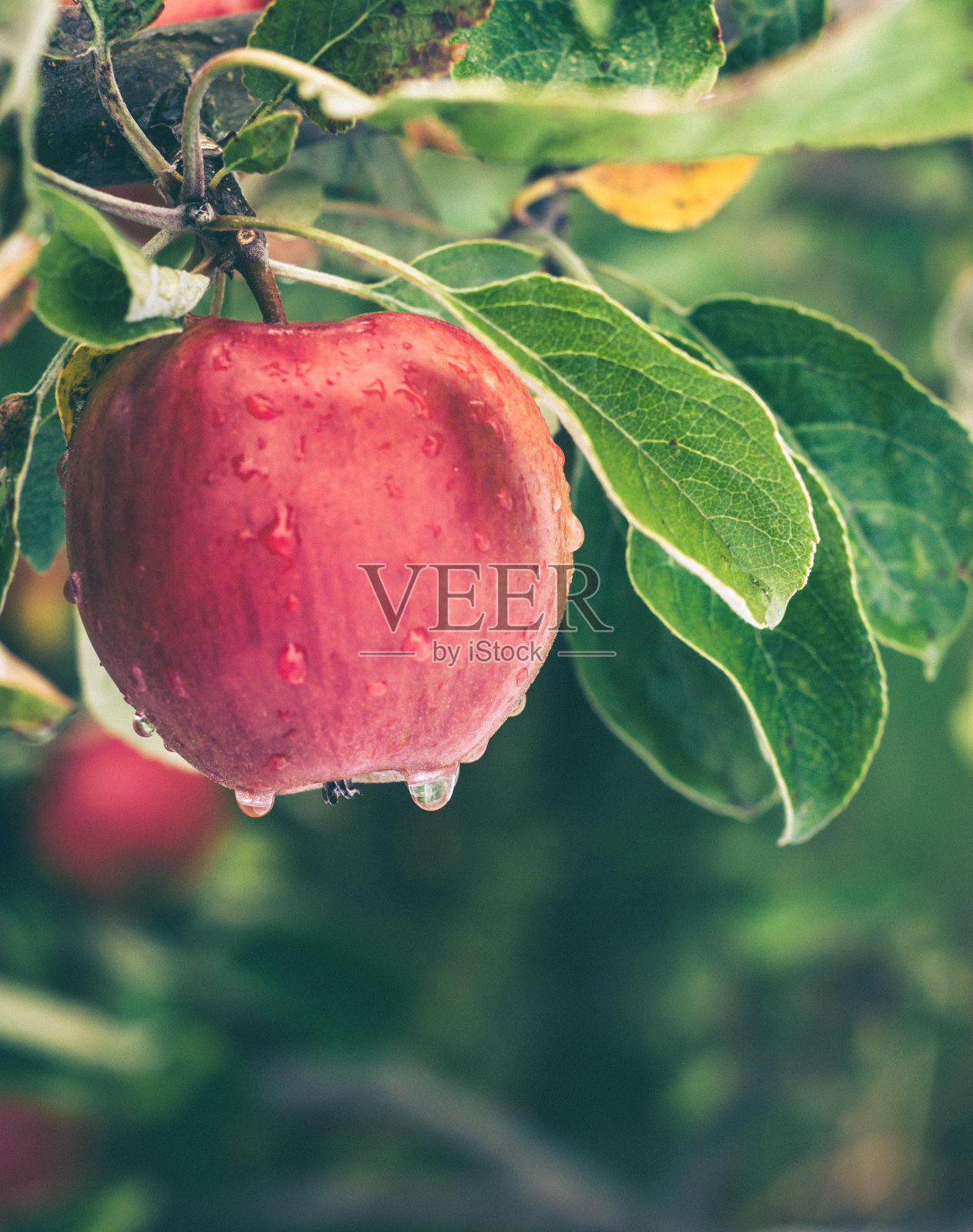 新鲜成熟的苹果在树上照片摄影图片
