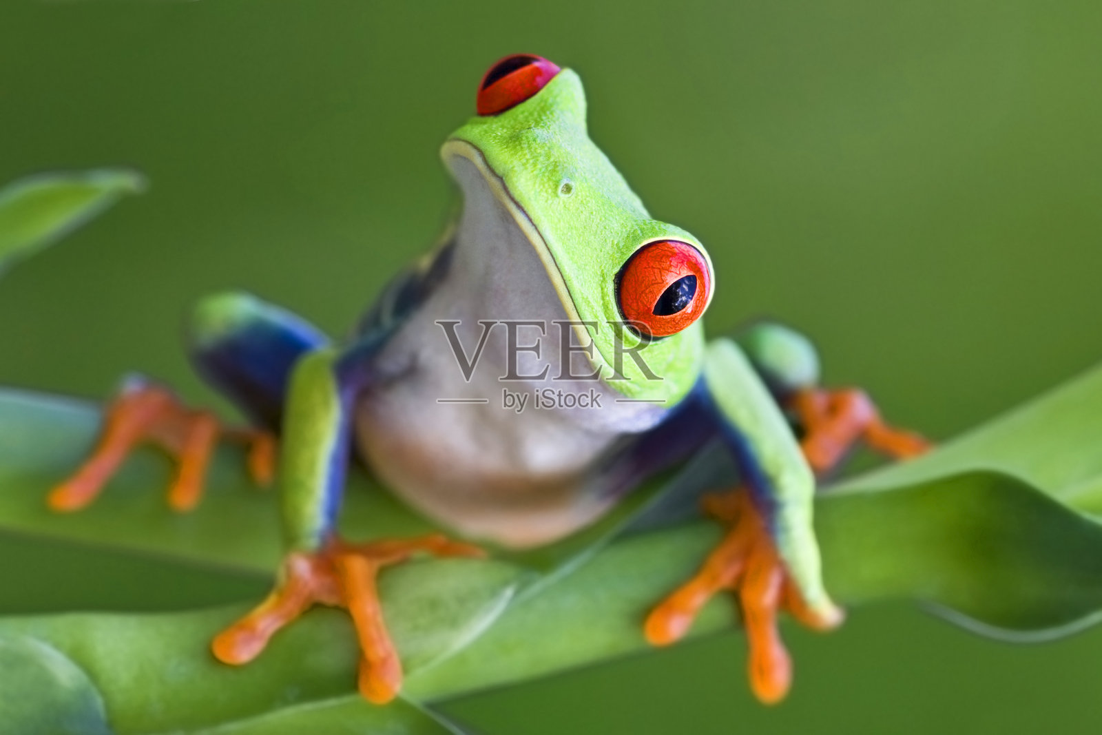 好奇的红眼树蛙照片摄影图片