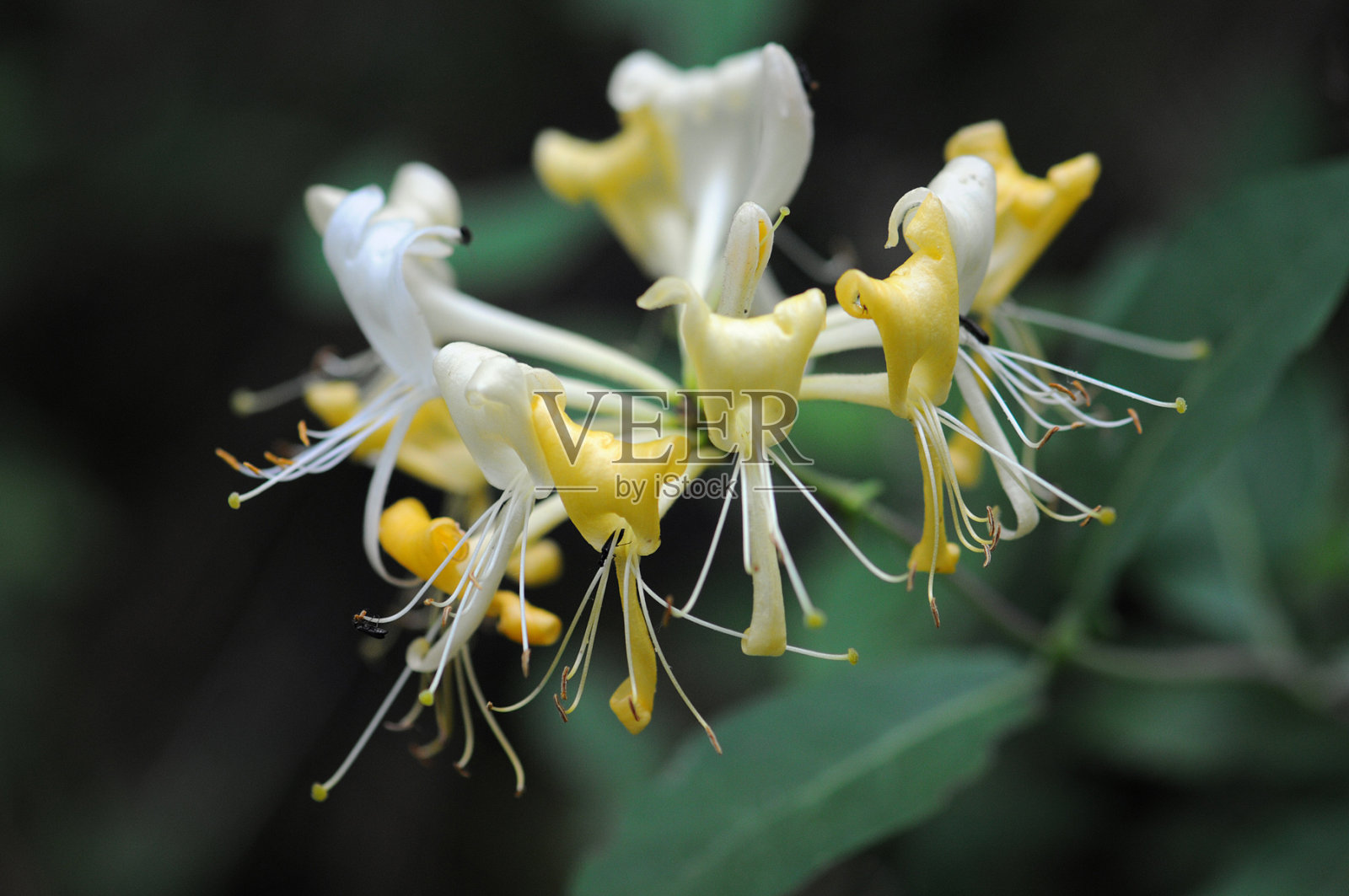 黄白色忍冬(温带花)-盖斯布兰照片摄影图片