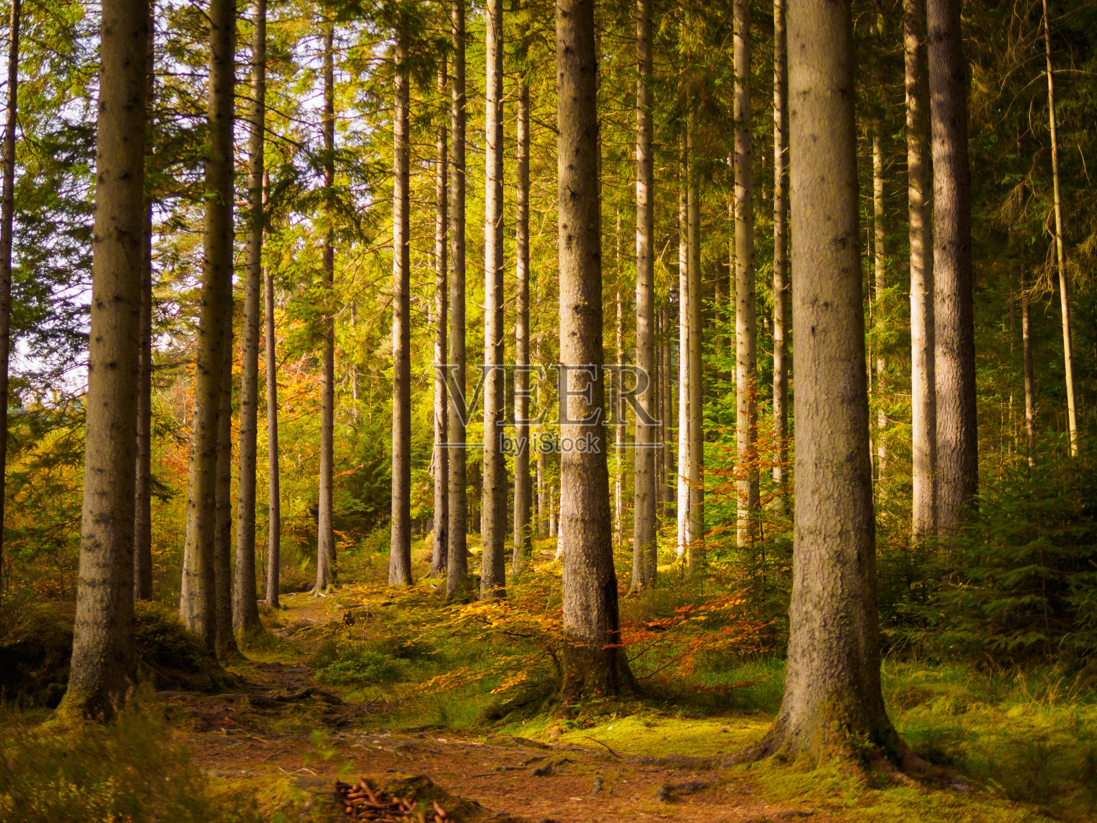 秋天的森林场景。照片摄影图片