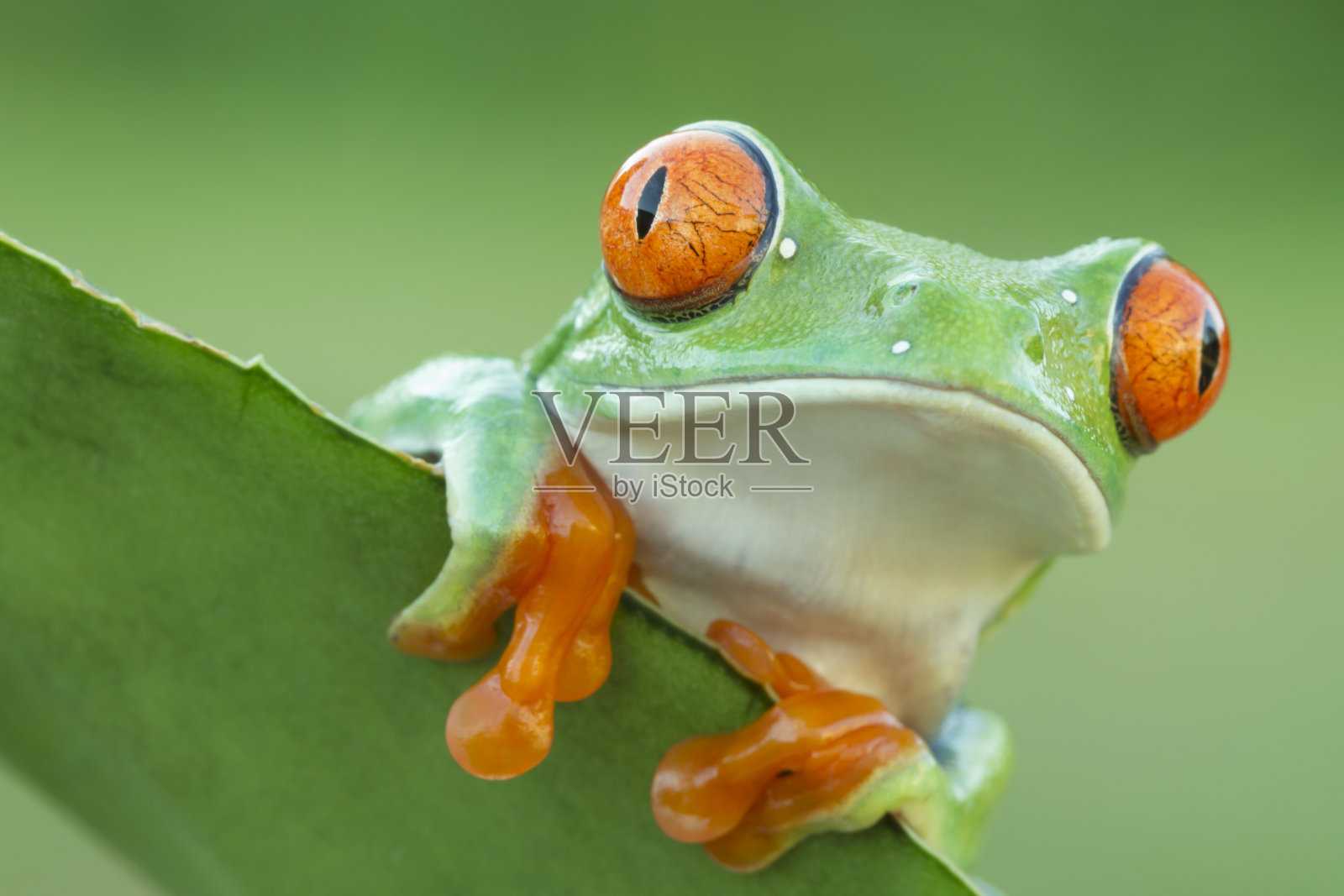 红眼树蛙窥视植物照片摄影图片