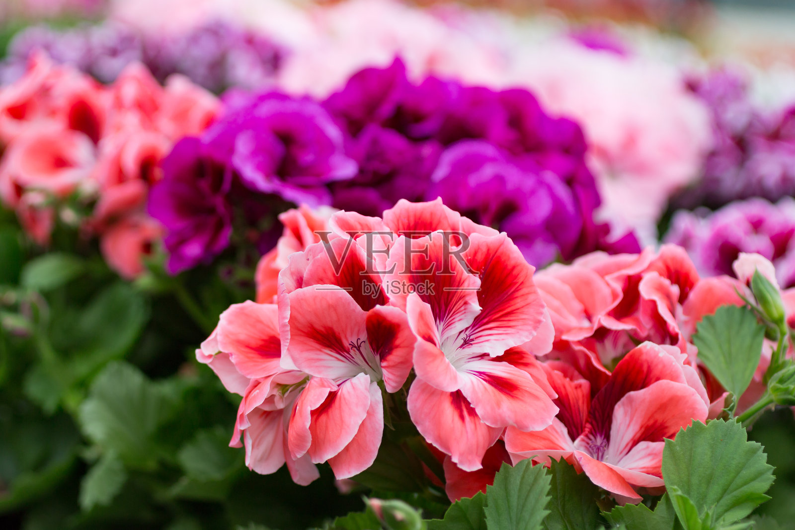 天竺葵呈玫瑰色、粉红色和紫色照片摄影图片