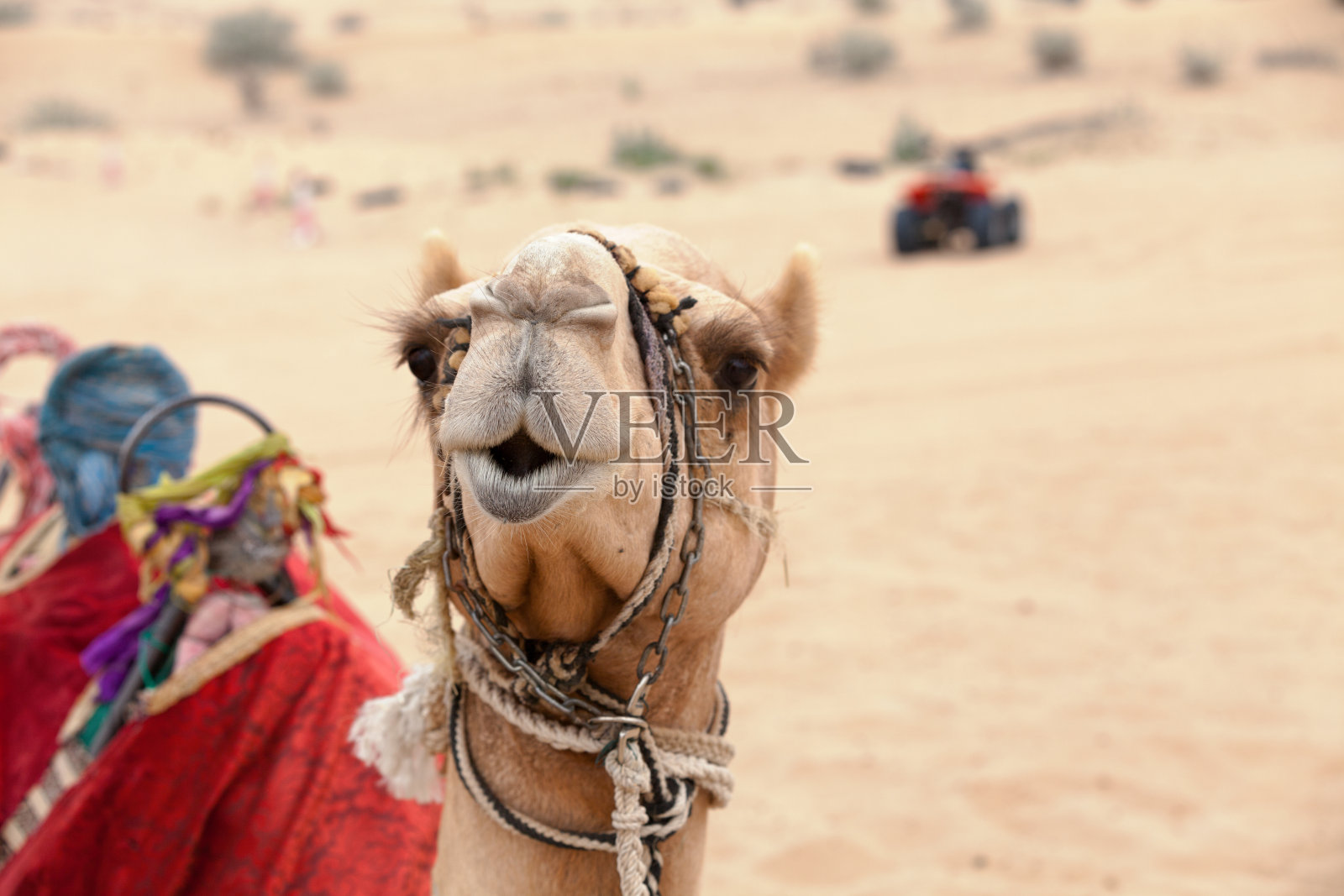 沙漠中的阿拉伯骆驼照片摄影图片