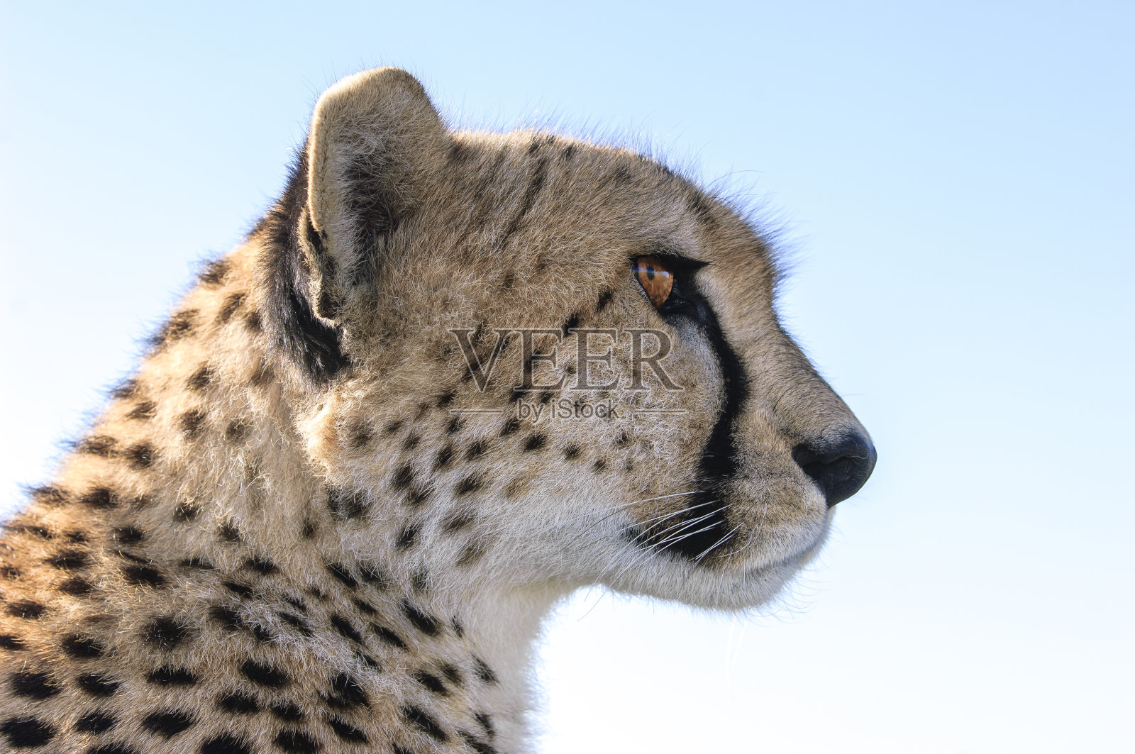 野生猎豹坐在Safari车顶的特写照片摄影图片