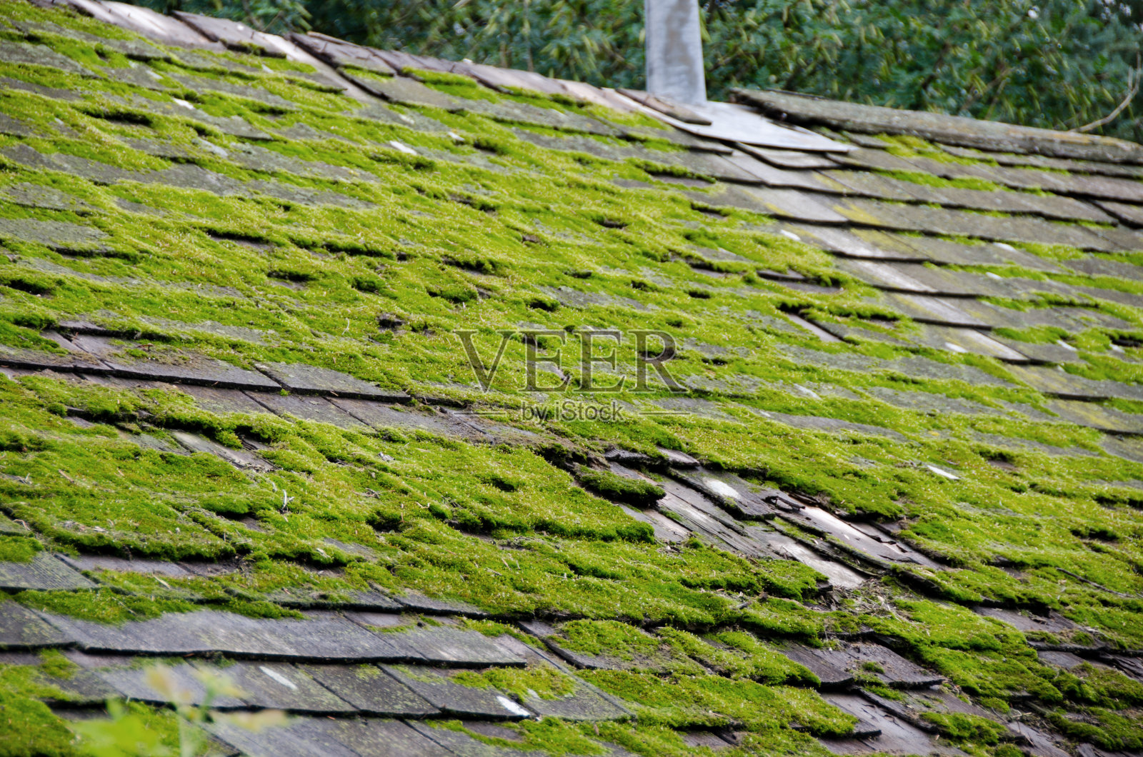 温带雨林小屋屋顶的苔藓生长照片摄影图片