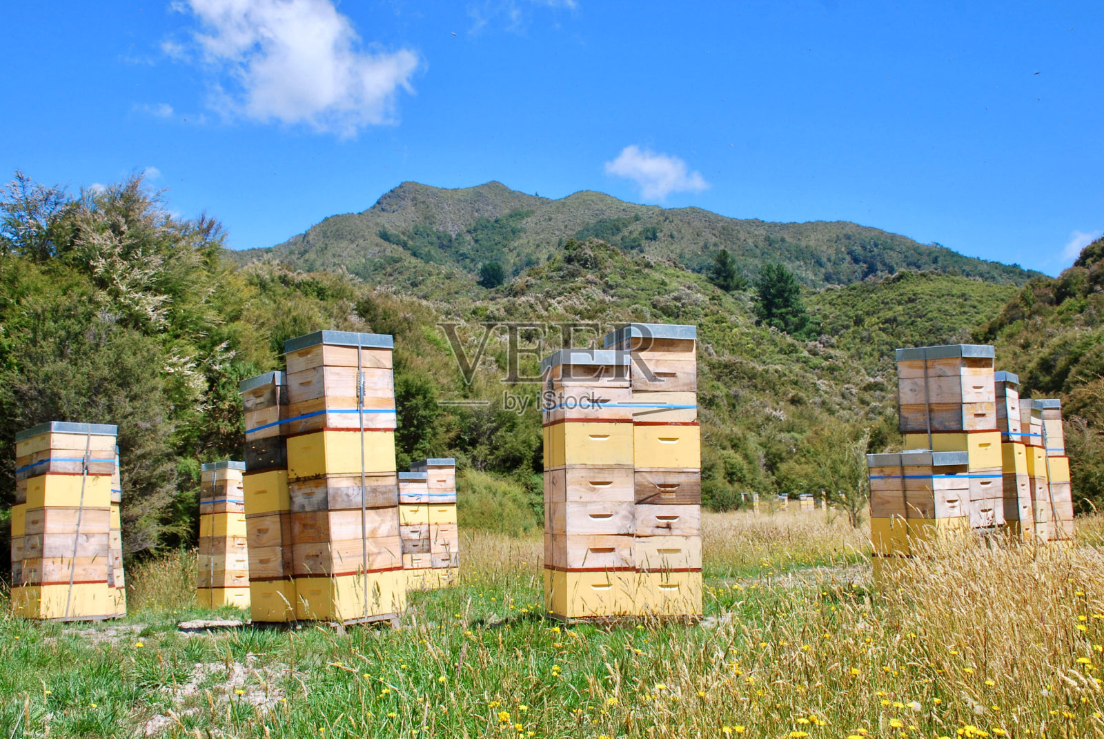 新西兰本地卡努卡茶树树丛中的蜂箱照片摄影图片