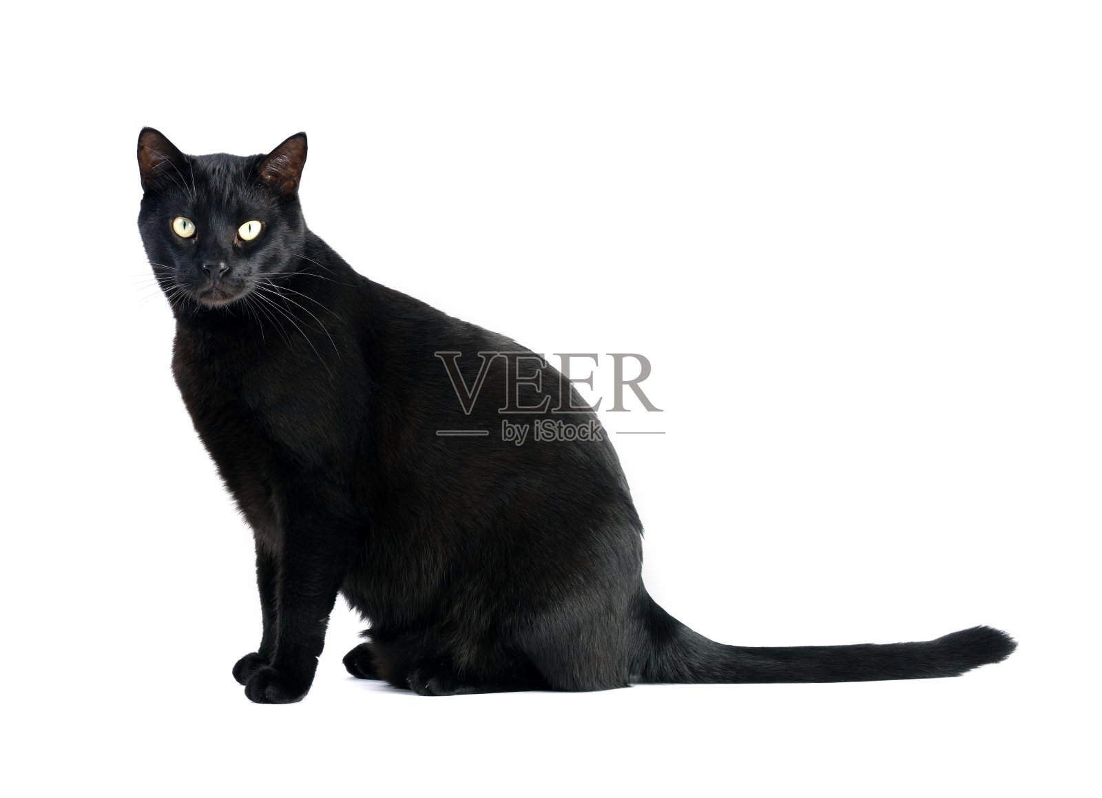 黑猫坐在白色的背景上照片摄影图片