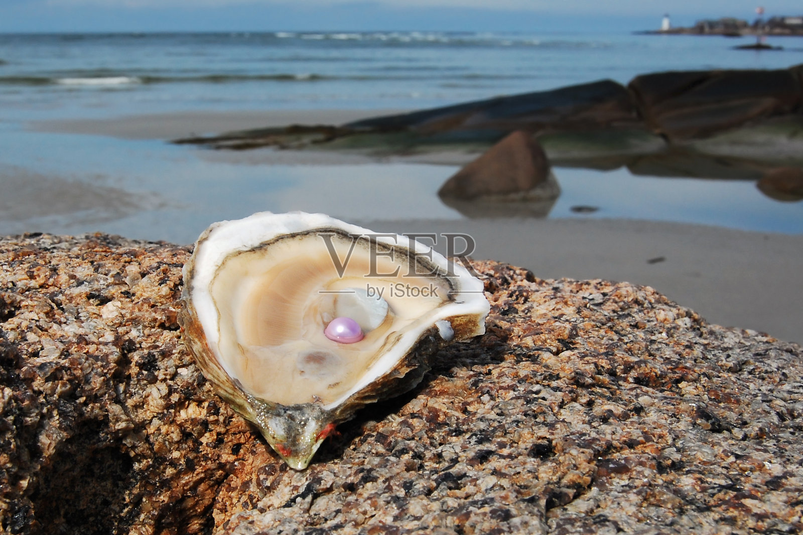 粉珍珠牡蛎照片摄影图片