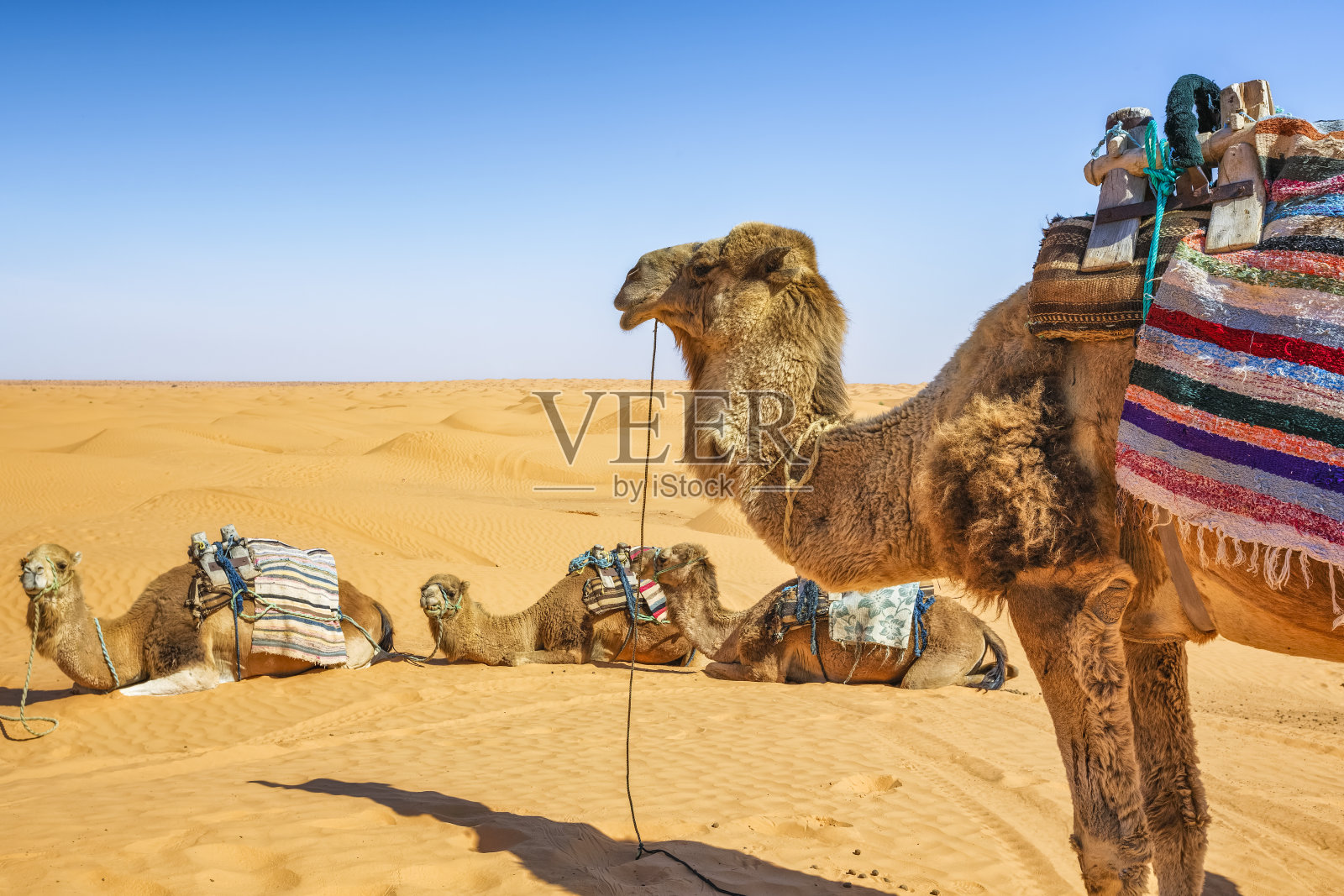 突尼斯Ksar Ghilane erg的撒哈拉沙漠单峰骆驼照片摄影图片