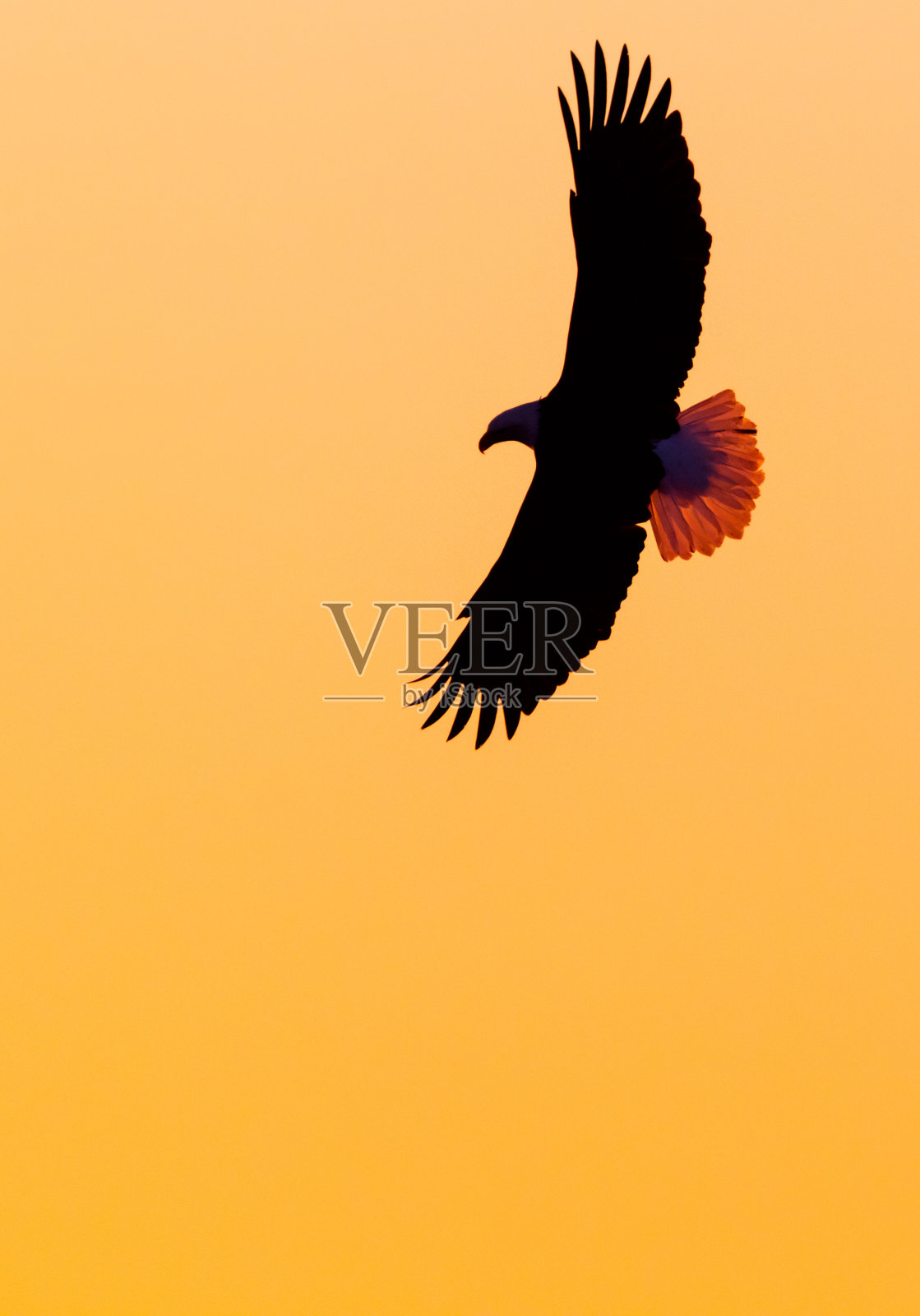 雄鹰翱翔和日落的天空照片摄影图片