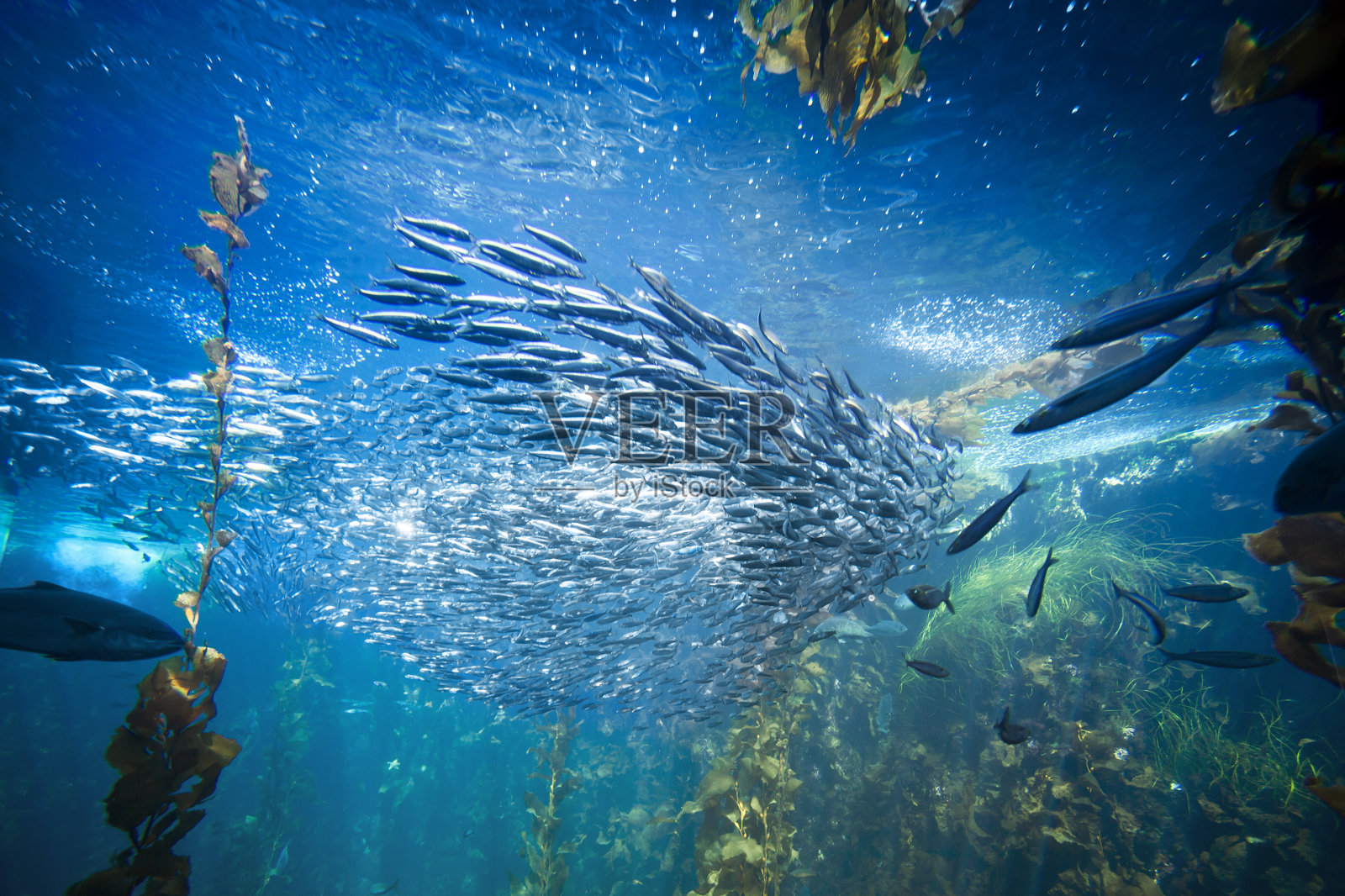 水下的海洋生物和鱼类照片摄影图片