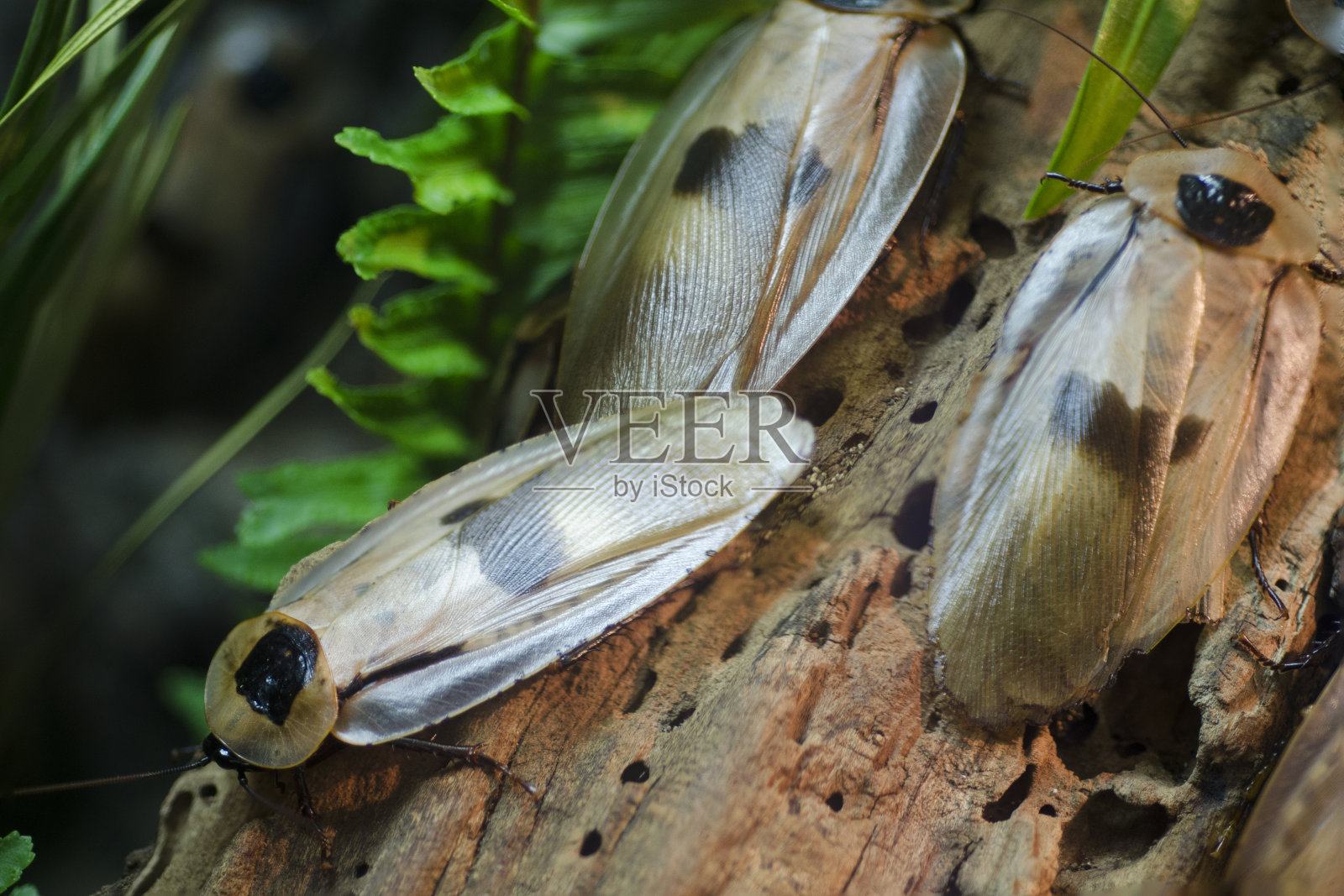 中美洲巨型蟑螂照片摄影图片