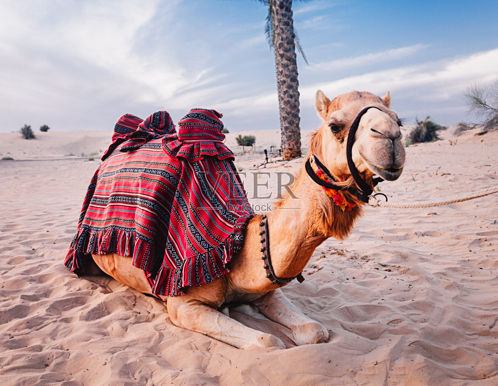 骆驼在沙漠中休息照片摄影图片