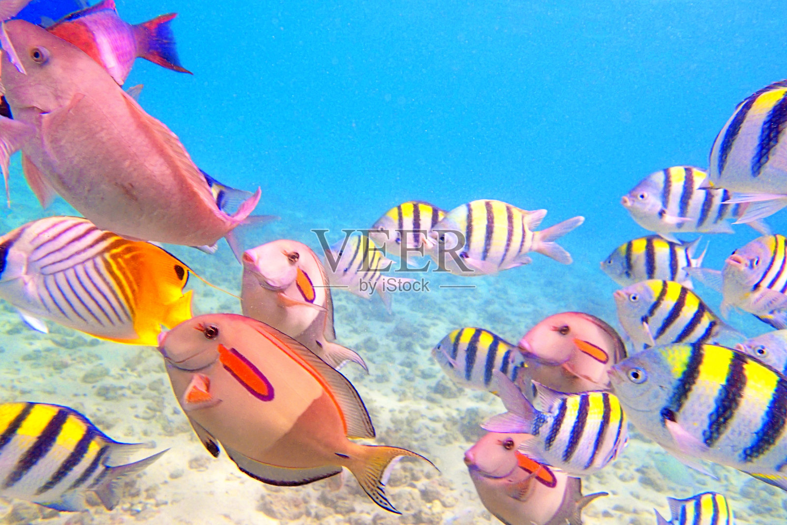 在夏威夷考艾岛海滩的珊瑚礁鱼的多样性照片摄影图片