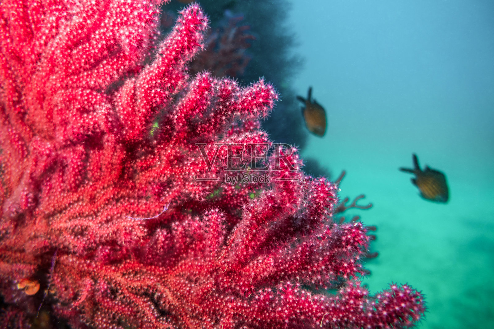 红珊瑚戈尔戈尼亚克罗米斯卡斯塔尼奥拉珊瑚红宝石帕拉默里卡克拉瓦塔阿尔乔纳塞亚照片摄影图片
