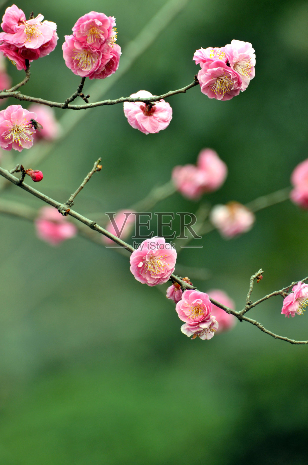 红梅在春天盛开照片摄影图片