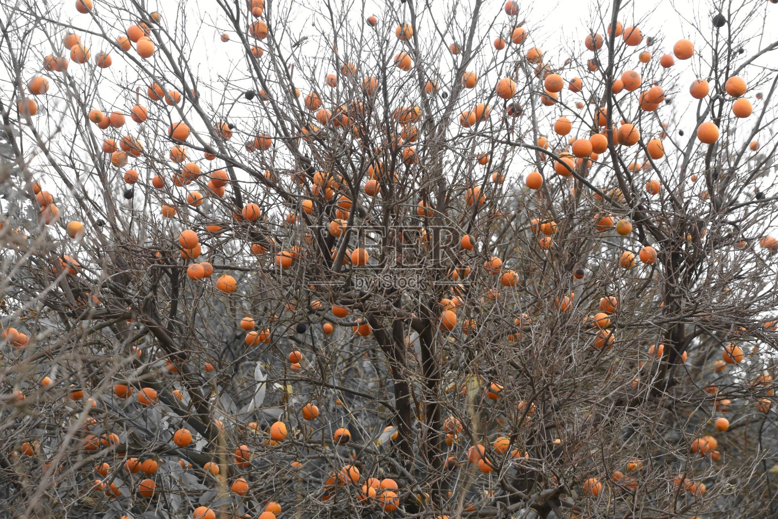 橘子树林照片摄影图片