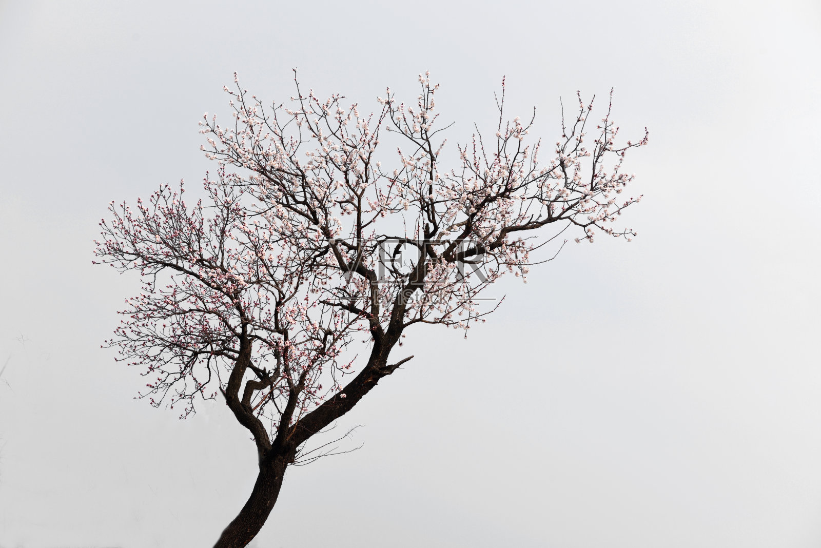 中国春天的乡村风光照片摄影图片