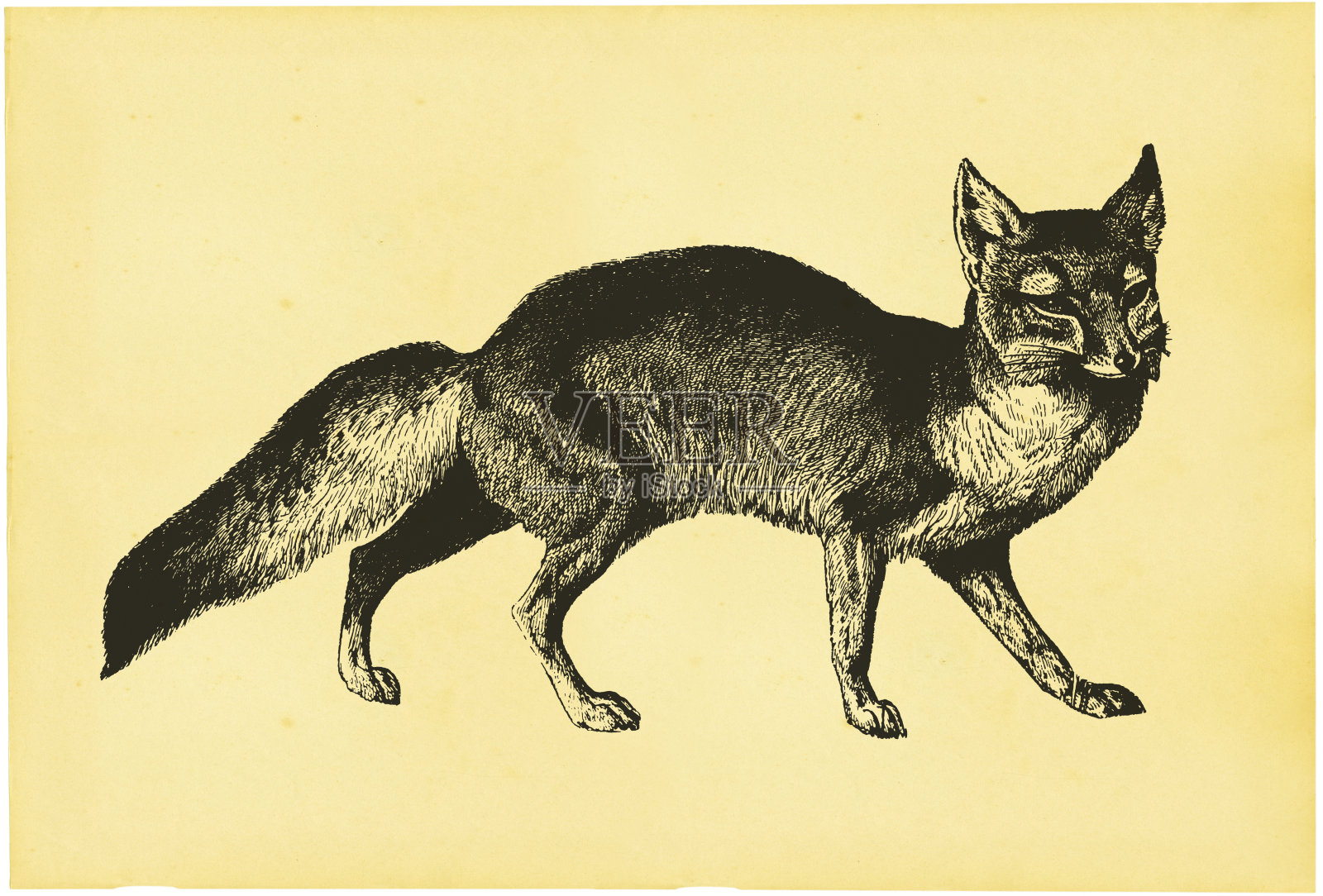 浅黄色背景上一只狐狸的铅笔素描设计元素图片