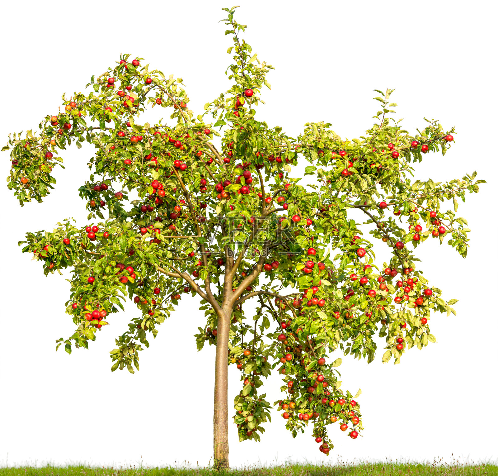 夏季苹果树孤立于白色(苹果)+苹果。照片摄影图片