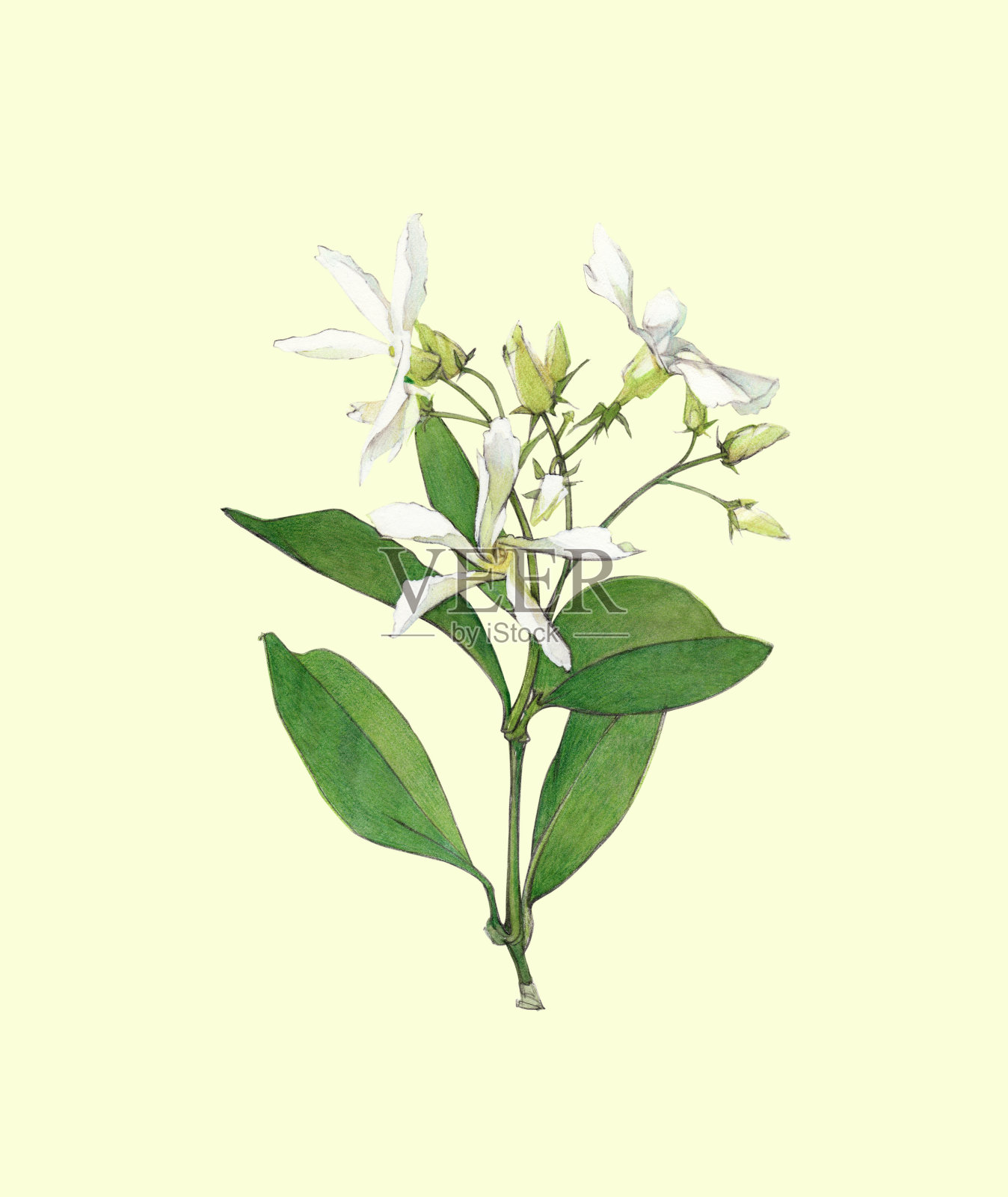茉莉花植物水彩画设计元素图片