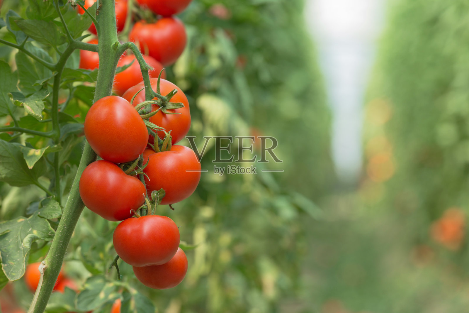 温室番茄种植照片摄影图片