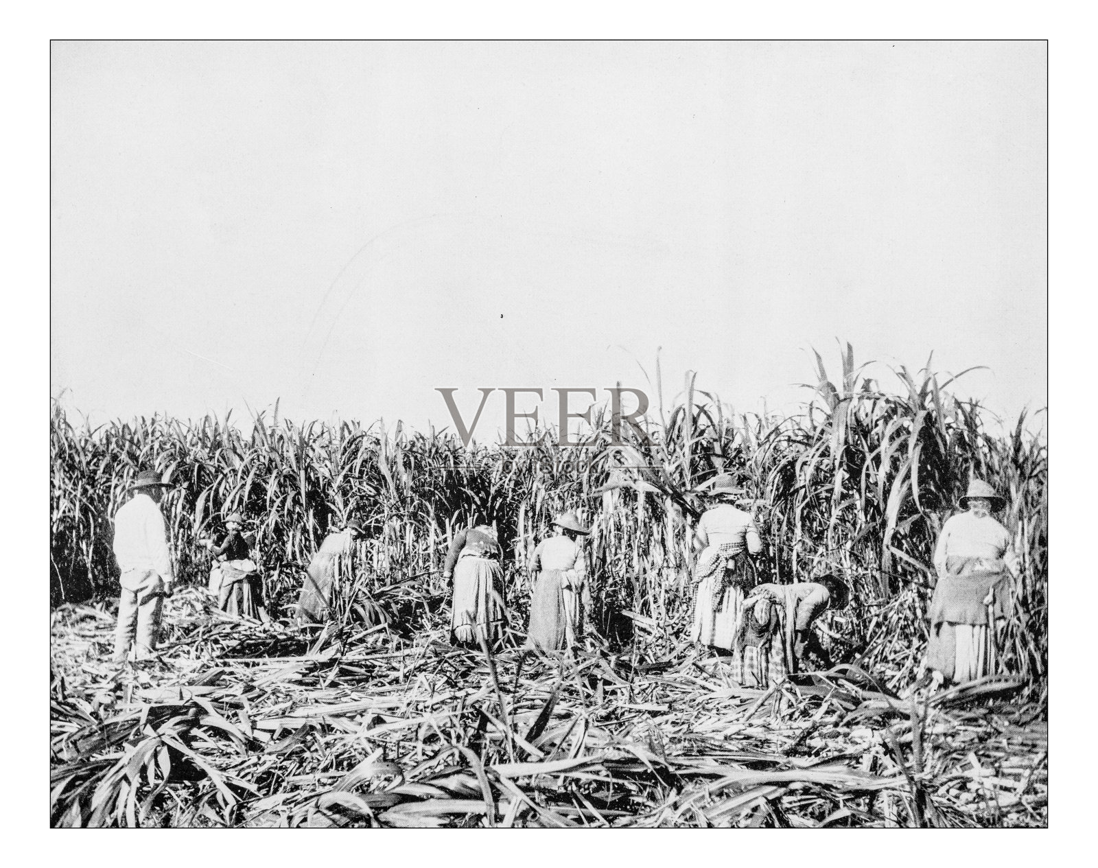一张19世纪路易斯安那种植园奴隶的古董照片照片摄影图片