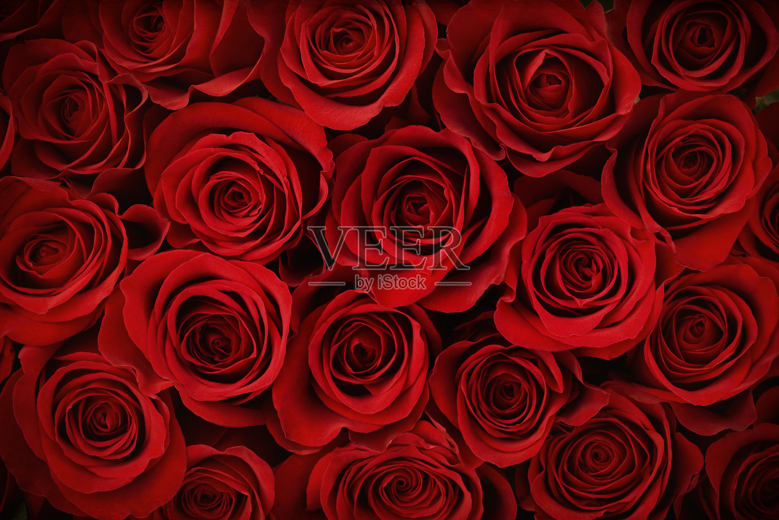 情人节红玫瑰背景插画图片素材