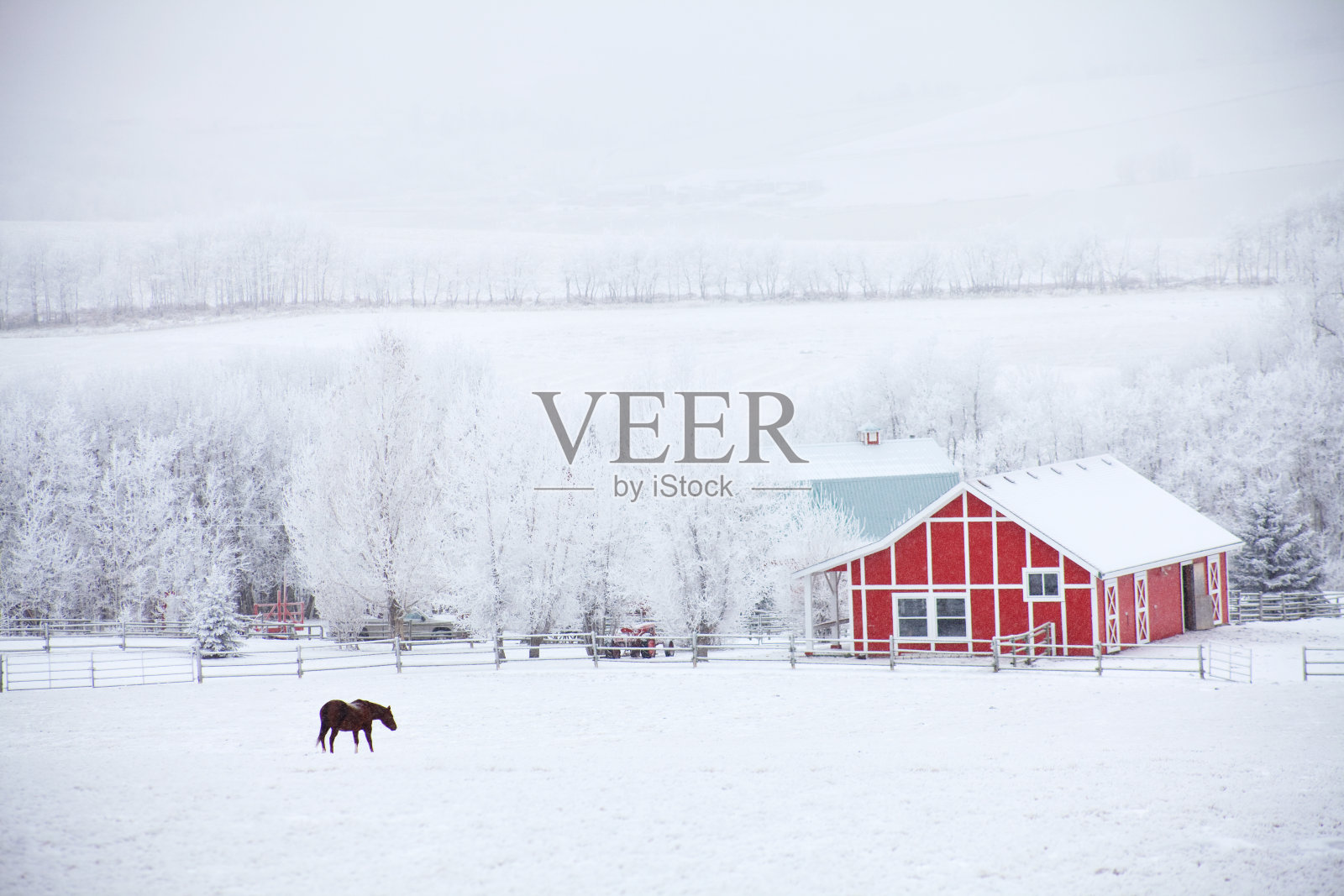冬天的马和红谷仓照片摄影图片