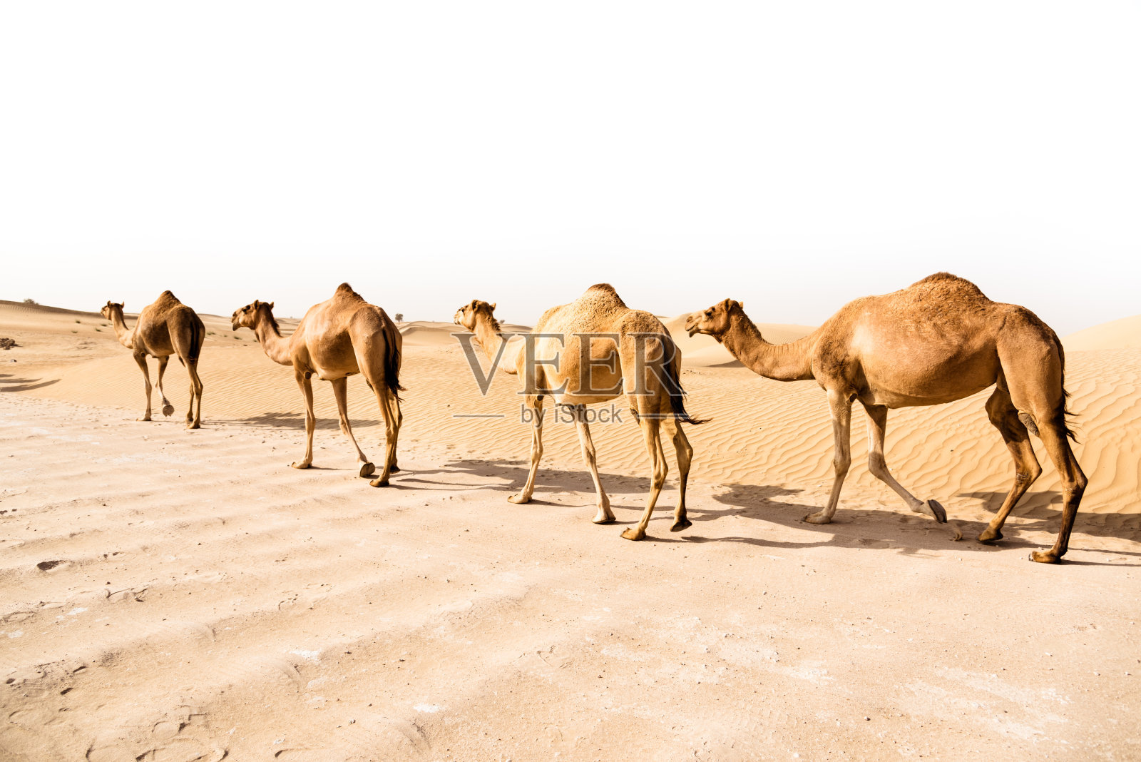 沙漠上的骆驼照片摄影图片