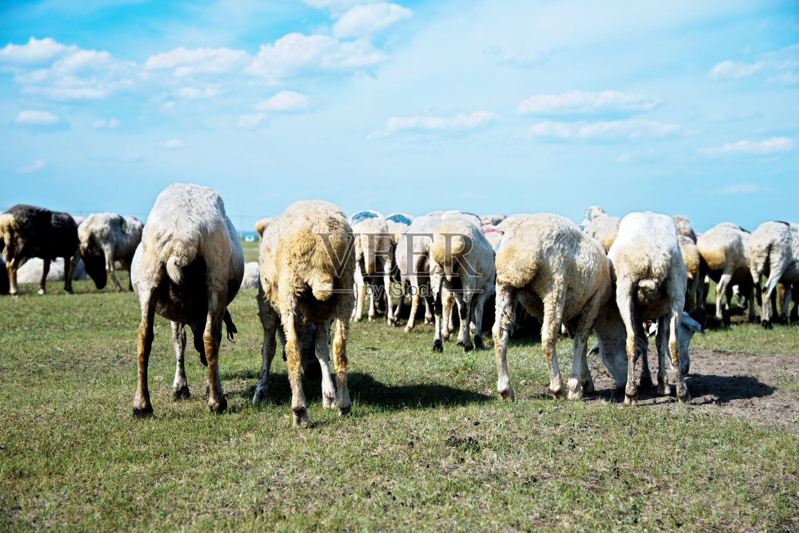 一大群羊在田野里吃草照片摄影图片