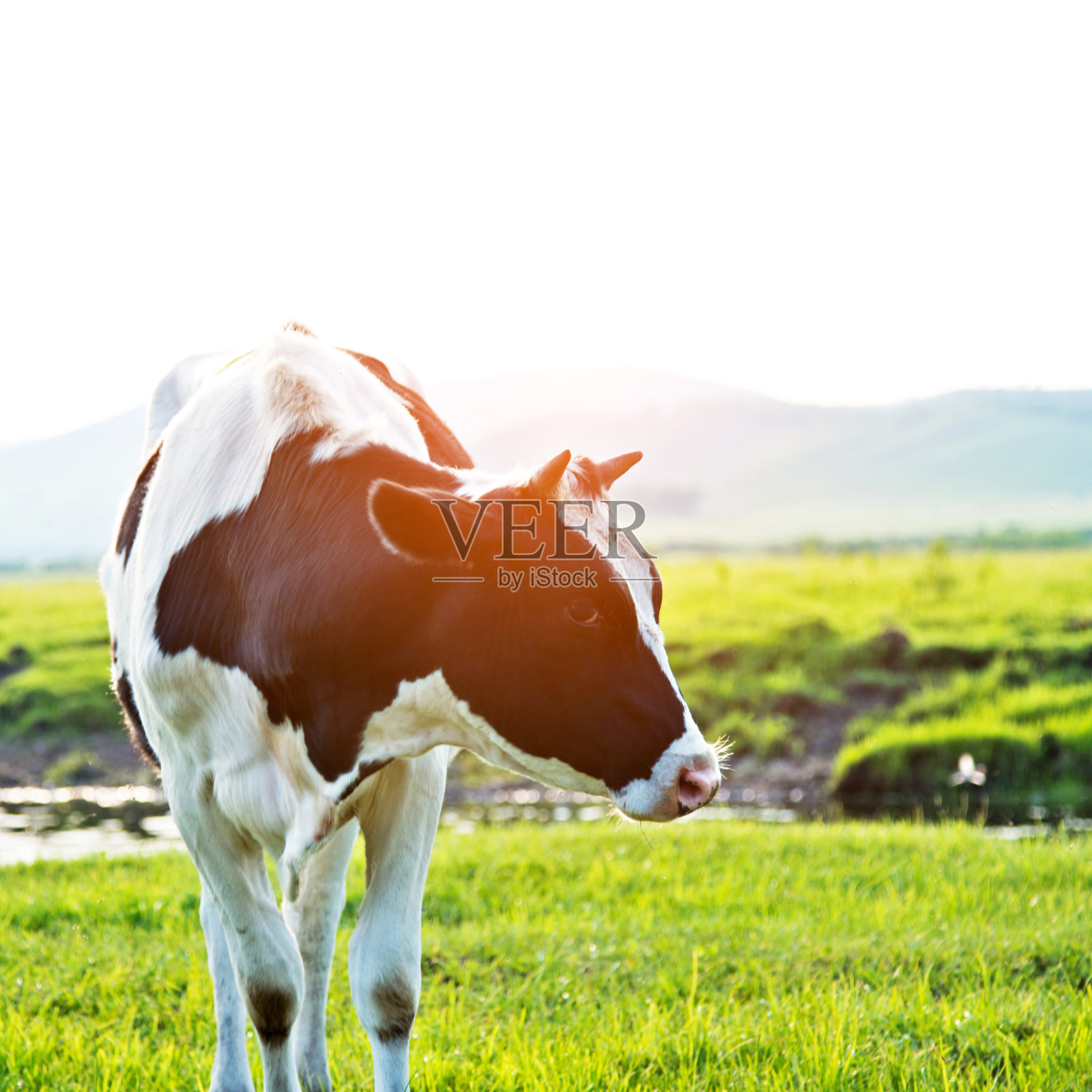 在草地上吃草的荷斯坦奶牛照片摄影图片