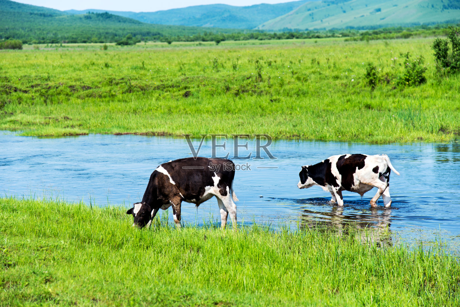 两头牛在河边的草地上吃草照片摄影图片